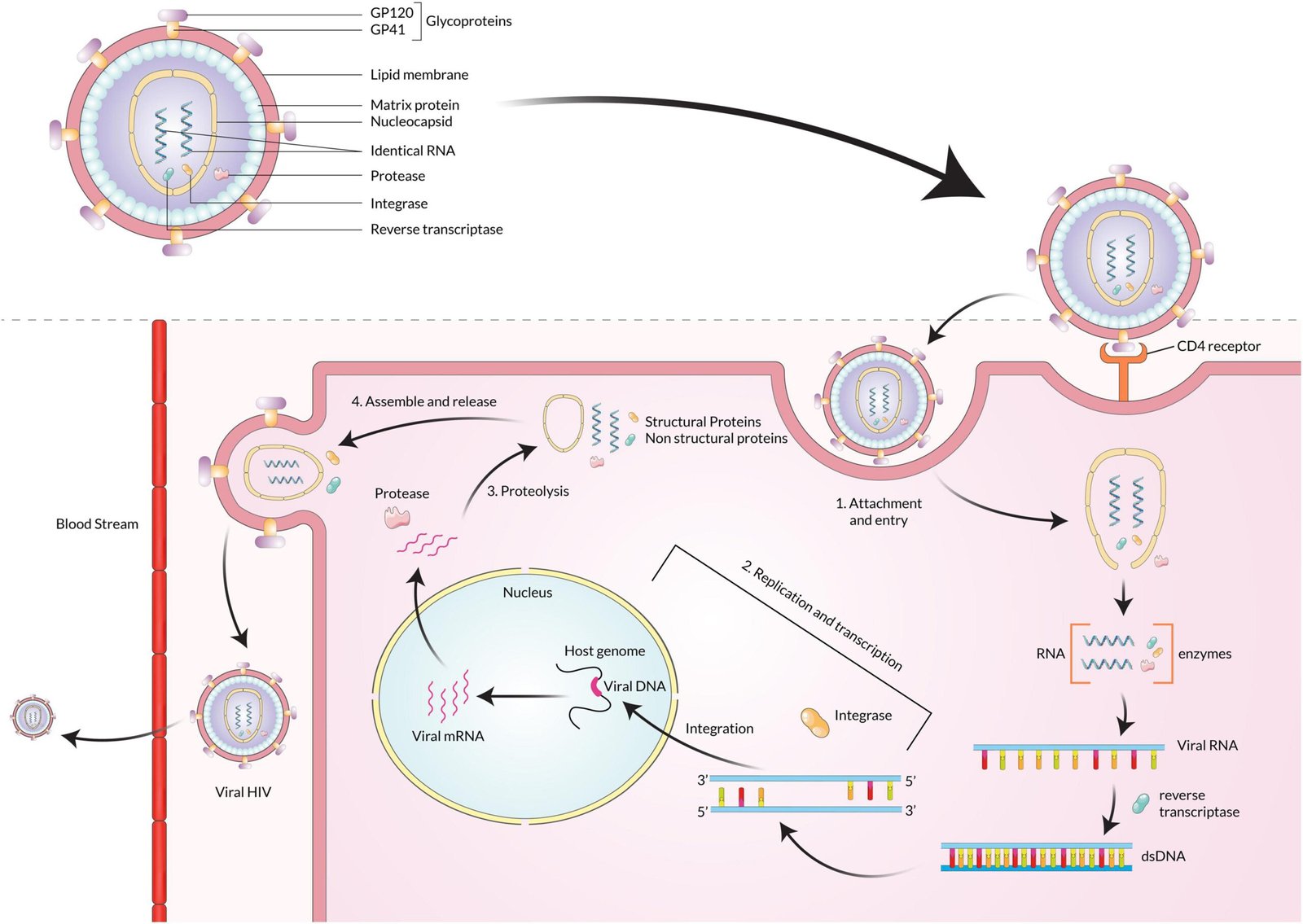 Hepatitis B & C